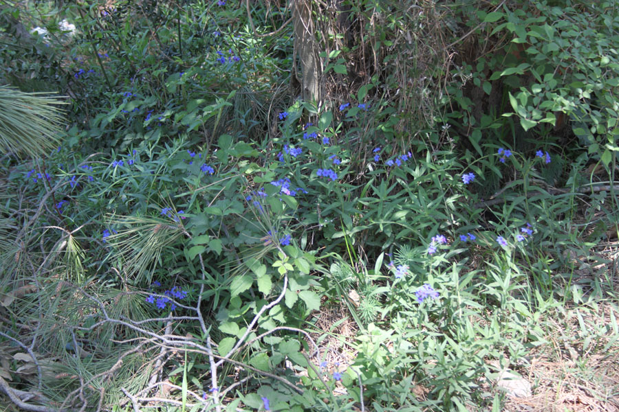 bosco misto: Buglossoides purpurocaerulea